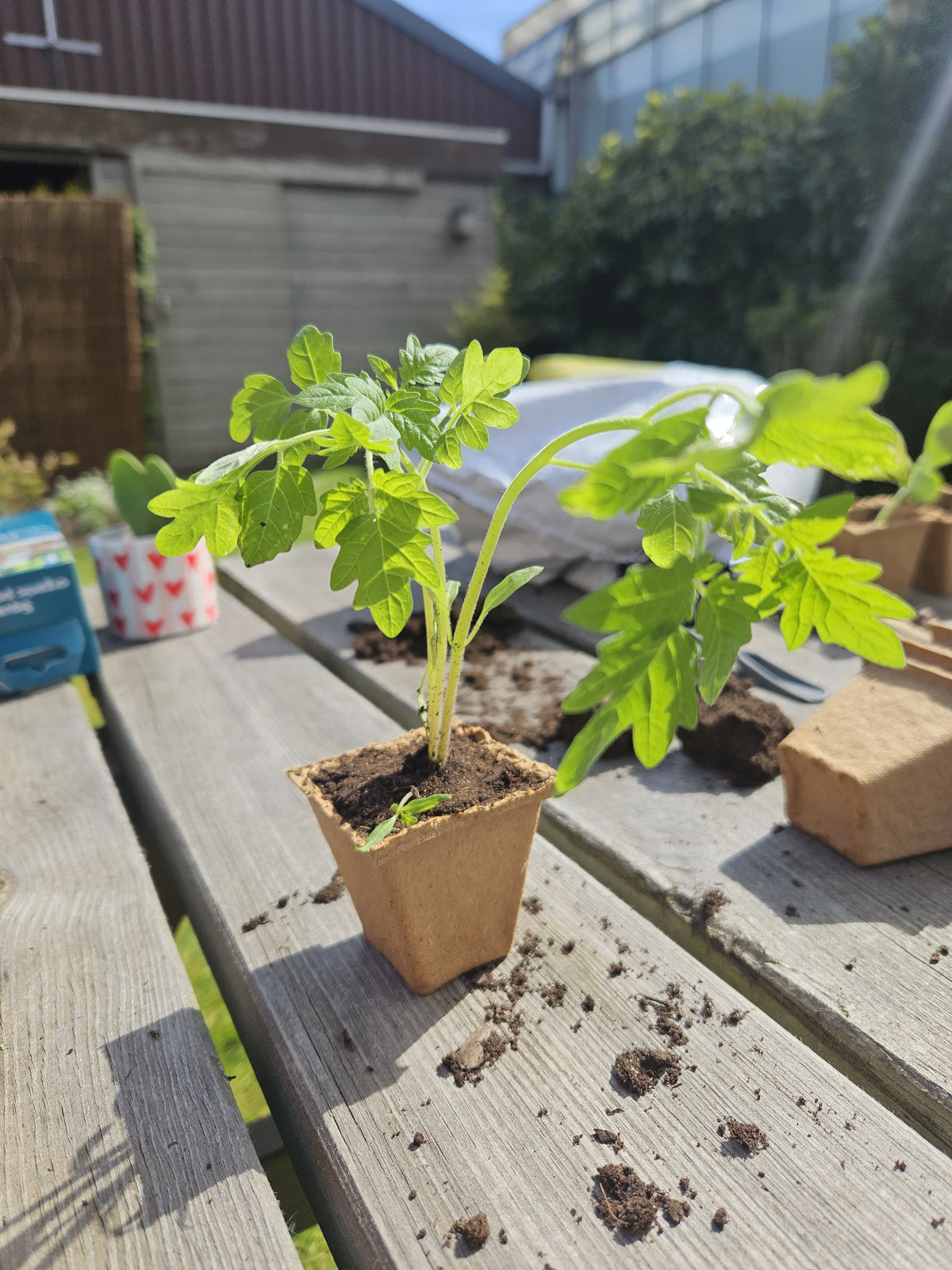 Gemüsegartenbeschützer Samenpaket BIO inspiratie 2