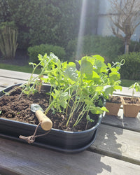 Gemüsegartenbeschützer Samenpaket BIO inspiratie 4