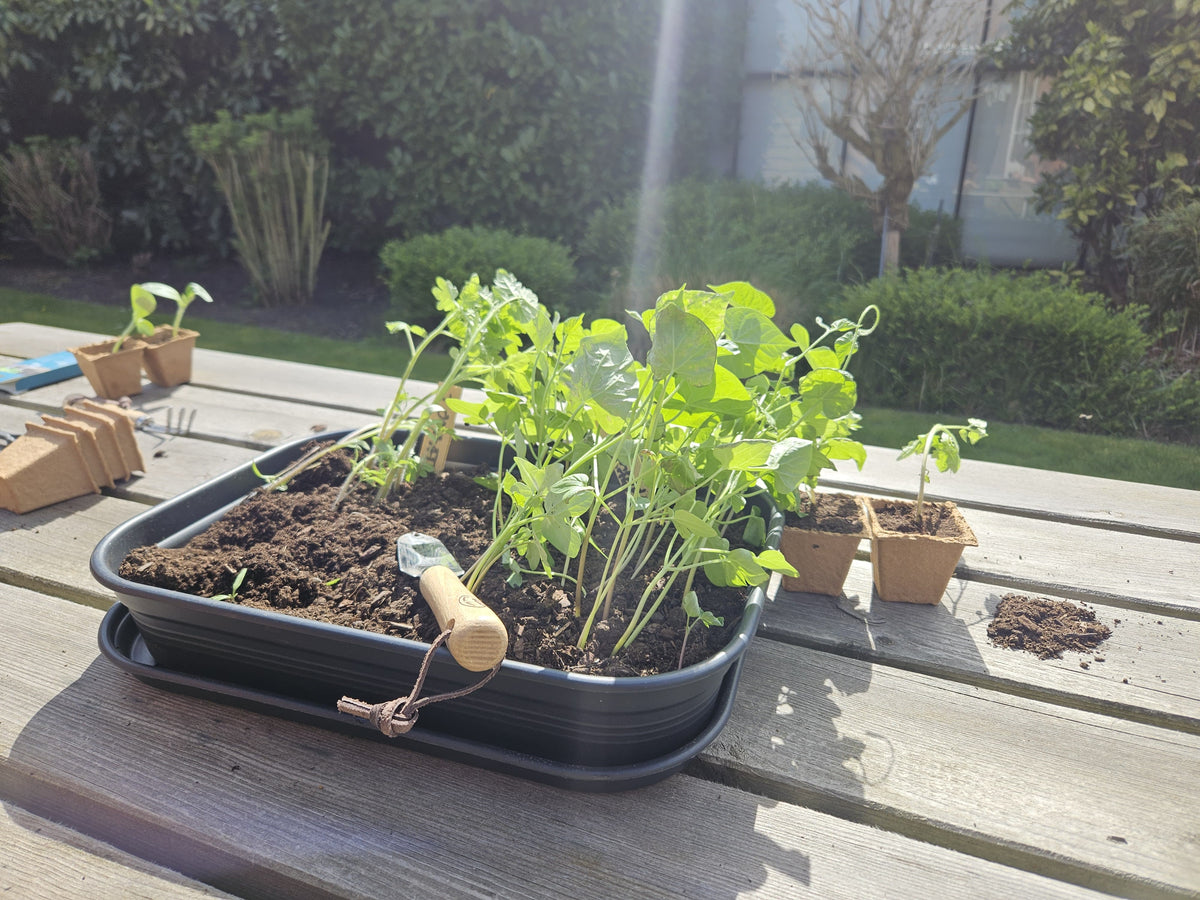 Gemüsegartenbeschützer Samenpaket BIO inspiratie 4