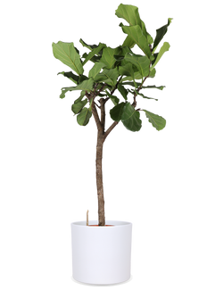 Ficus lyrata verzweigter Stamm (Geigenfeige) (XL)