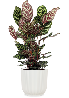 Calathea makoyana (Korbmarante) (M)