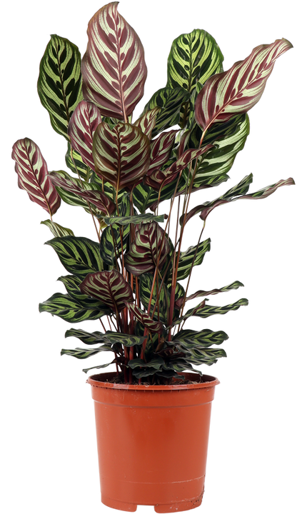 Calathea makoyana (Korbmarante) (M)