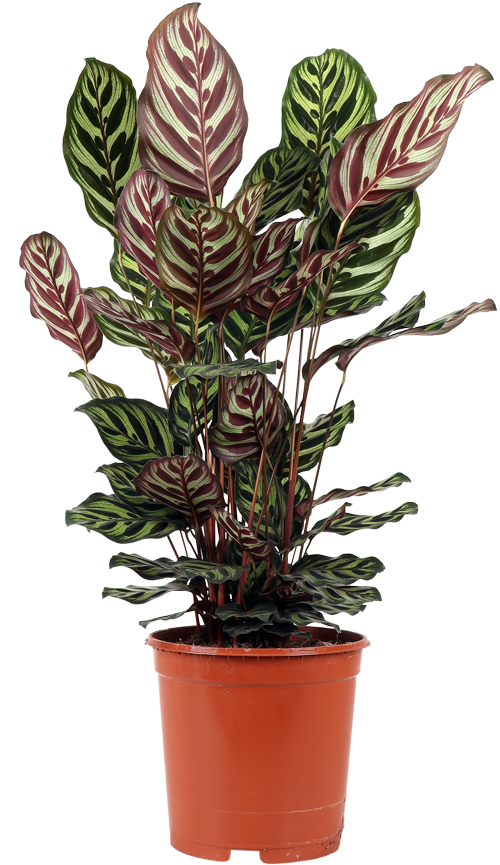 Calathea makoyana (Korbmarante) (M)