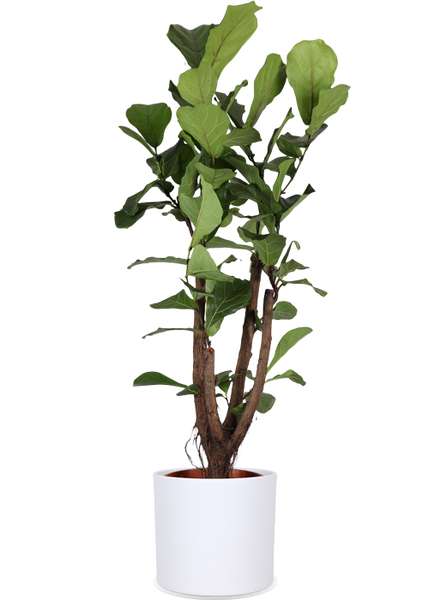 Ficus Lyrata (Geigenfeige) verzweigter Stamm | Eileen