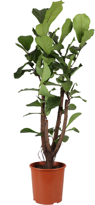 Ficus lyrata verzweigter Stamm (Geigenfeige) (L)