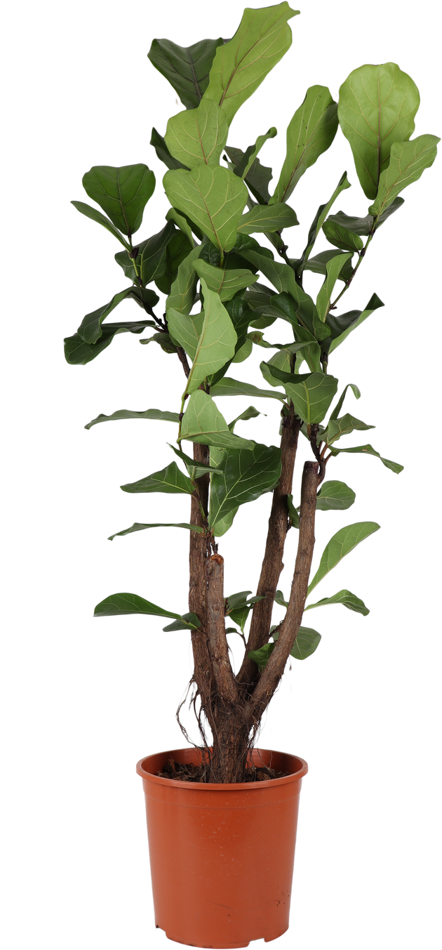Ficus Lyrata (Geigenfeige) verzweigter Stamm | Eileen | Plantsome