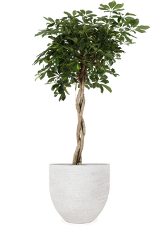 Schefflera gold capella (Strahlenaralie) (XL)