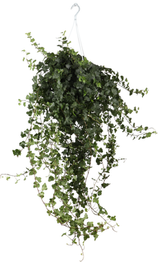Hedera Helix Wonder (Efeu) (L)