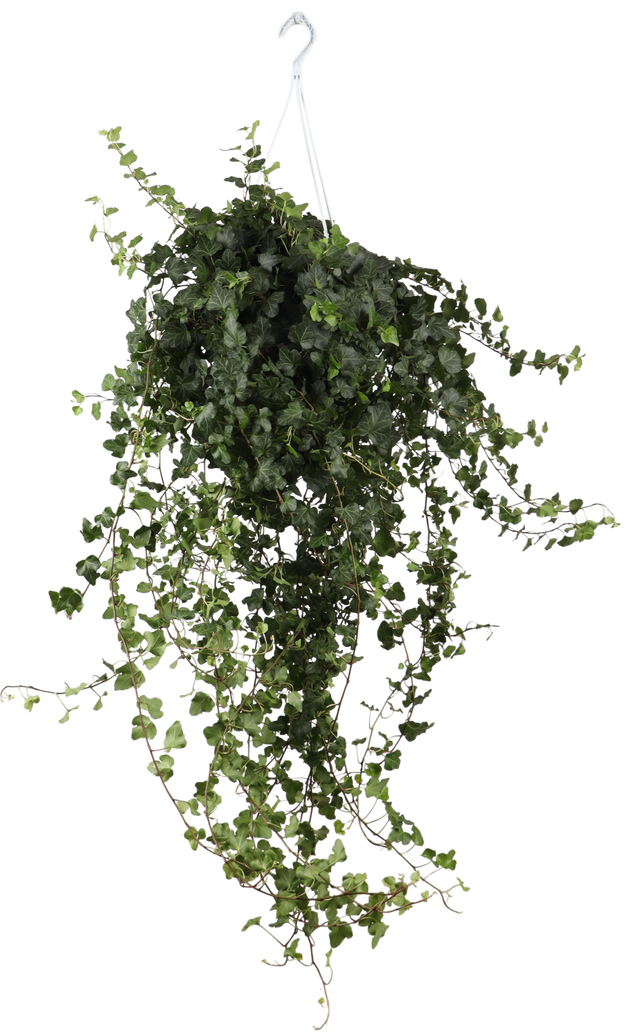 Hedera Helix Wonder (Efeu) kaufen