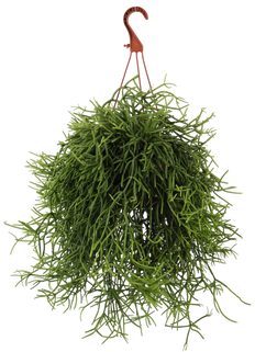 Rhipsalis heteroclada (Peitschenkaktus) (S)