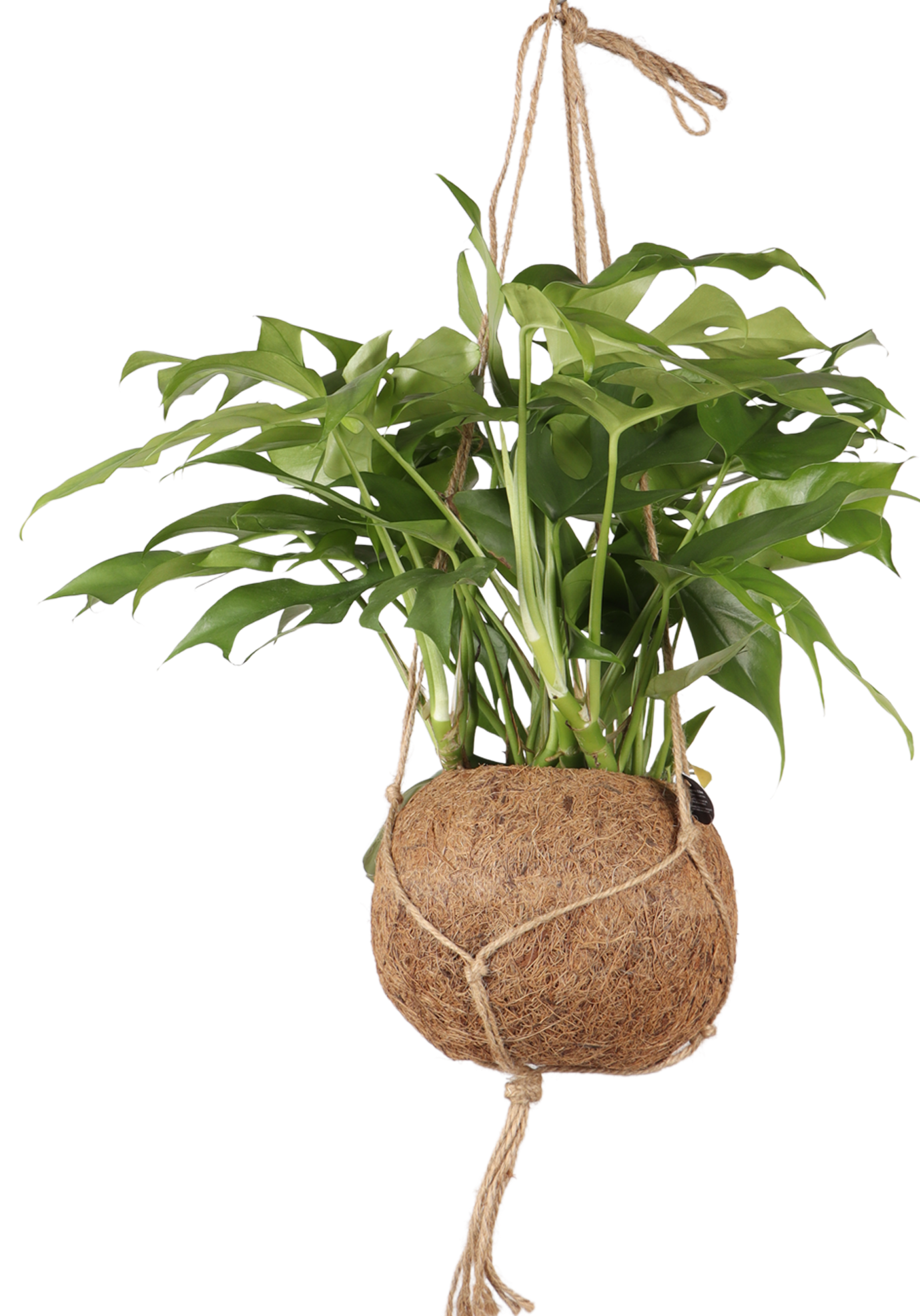 Monstera Minima Kokodama (S)