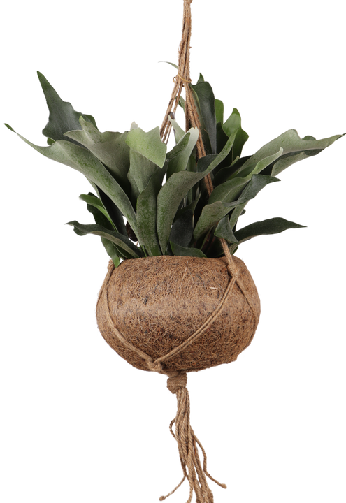 Platycerium (Geweihfarn) Kokodama (S)