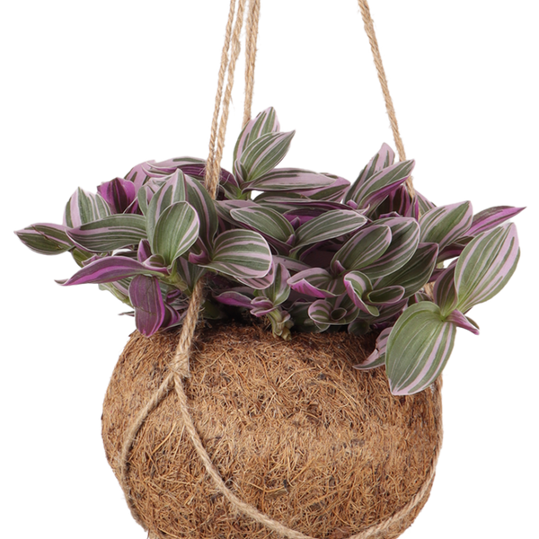 zimmerpflanze zebra stiel Tradescantia zebrina (Zebra-Ampelkraut) kaufen