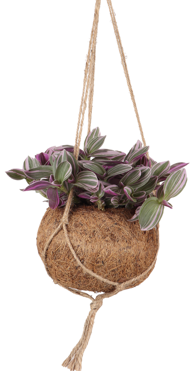 Tradescantia zebrina (Zebra-Ampelkraut) Kokodama (S)