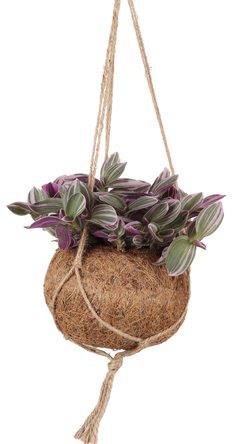 Tradescantia zebrina (Zebra-Ampelkraut) Kokodama (S)