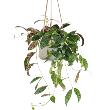 Aeschynanthus Marmoratus  (Gefleckte Schamblume) (M)