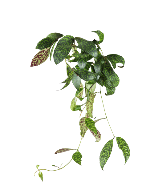 Aeschynanthus Marmoratus (Schamblume) kaufen