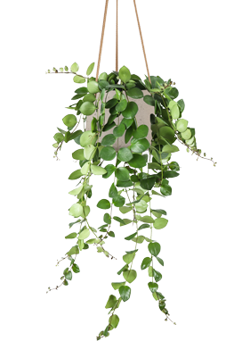 Aeschynanthus Pink Polka (Schamblume) (M)