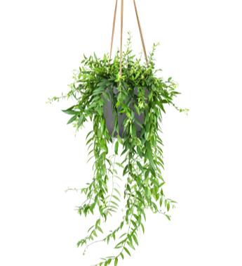 Aeschynanthus Japhrolepis (Schamblume) (M)