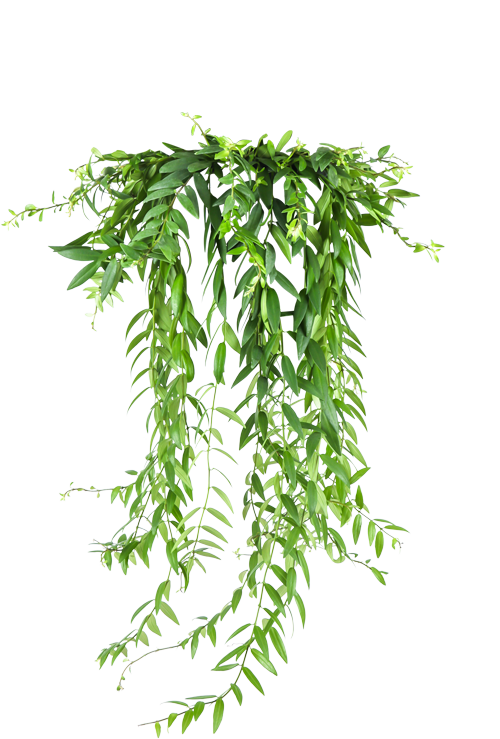 Aeschynanthus Japhrolepis (Schamblume) kaufen | Plantsome