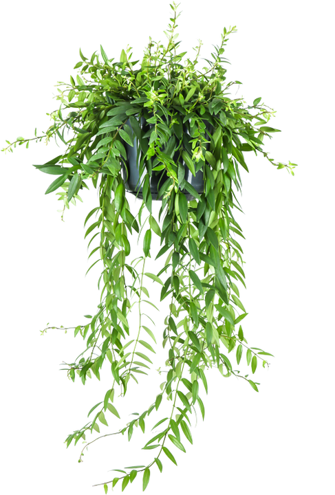 Aeschynanthus Japhrolepis (Schamblume) (M)