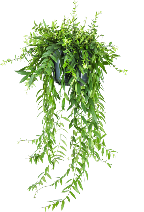 aeschynanthus pflege zimmerpflanzen Aeschynanthus Japhrolepis (Schamblume) kaufen