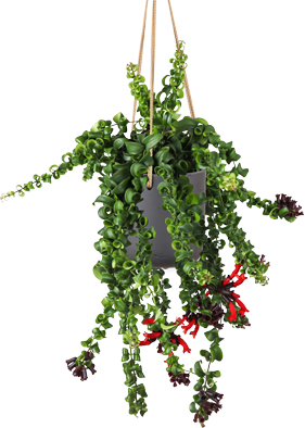 Aeschynanthus Rasta  (Schamblume) (M)