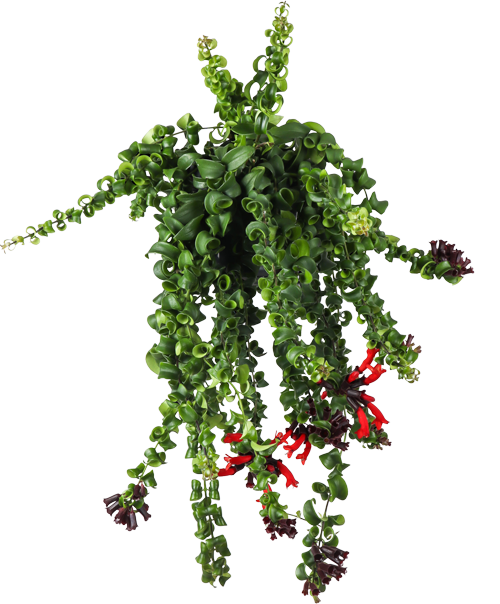 Aeschynanthus Rasta  (Schamblume) (M)