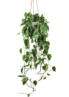 Verpflegung Philodendron (Baumfreund) | Plantsome