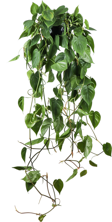 Philodendron scandens (Kletter-Philodendron) (M)