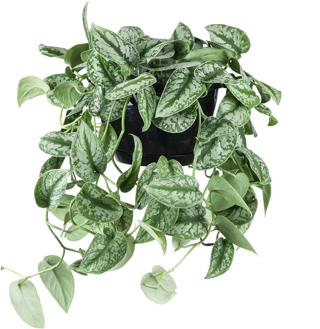 Scindapsus pictus trebie (Gefleckte Efeutute) kaufen