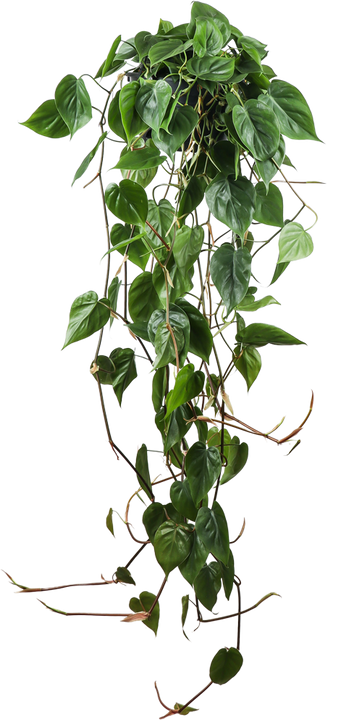 Philodendron scandens (Kletter-Philodendron) (M)