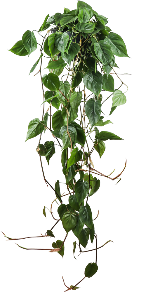 Philodendron scandens (Kletter-Philodendron) (M)
