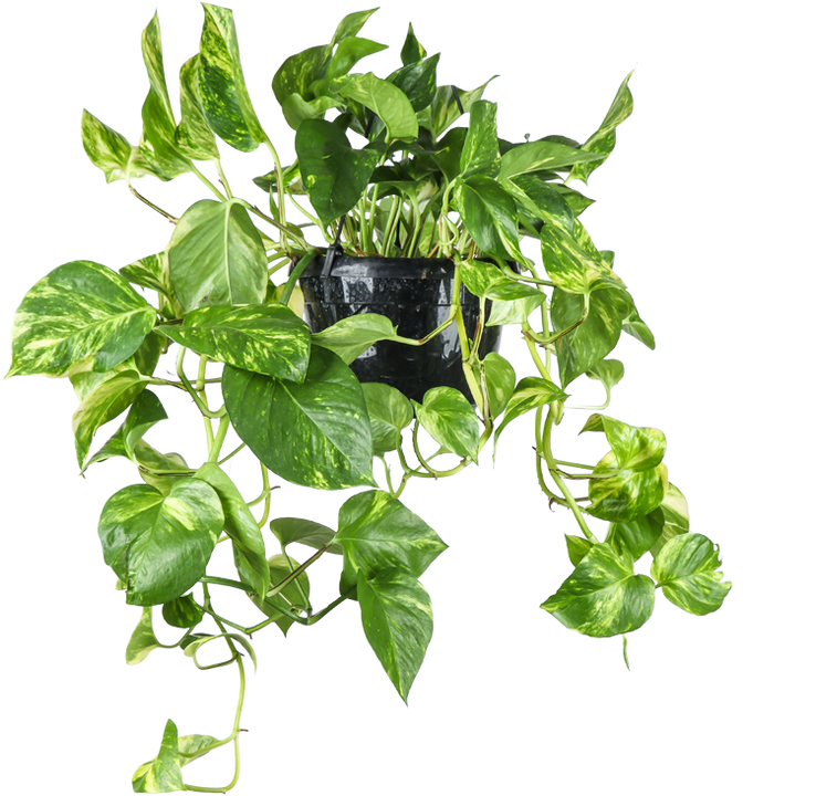 Epipremnum aureum (Efeutute) (M) P20