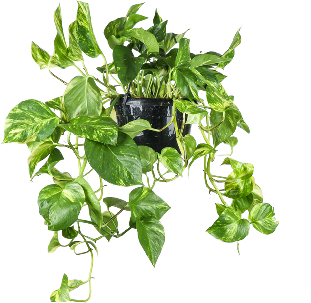 Epipremnum aureum (Efeutute) kaufen