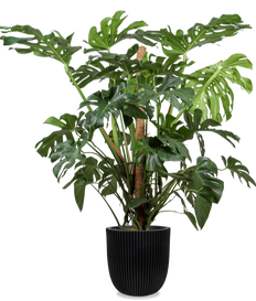 Monstera deliciosa (Fensterblatt) (XL)