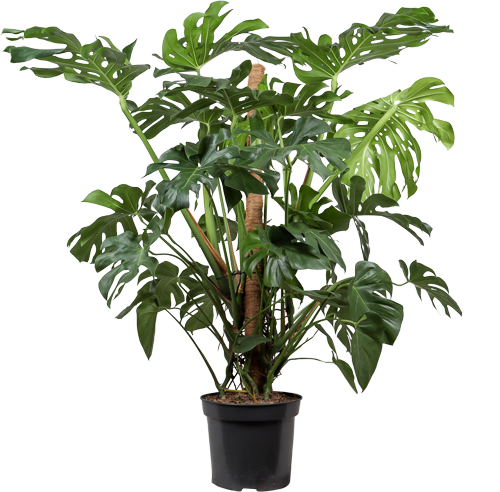 Monstera deliciosa (Fensterblatt) kaufen