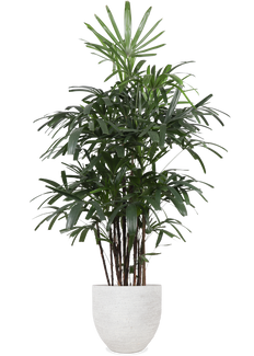 Caryota mitis (Fischschwanzpalme) (XL) – Plantsome