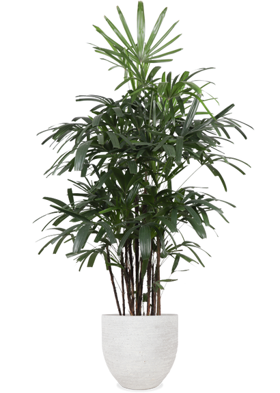 Rhapis excelsa (Steckenpalme) (XL)