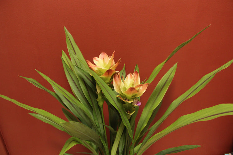 Kurkuma Siam Solar | Siamesische Tulpe | Plantsome