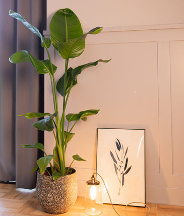 Strelitzia nicolai | Plantsome