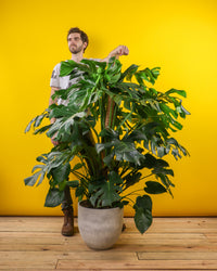 monstera deliciosa kaufen groß Monstera deliciosa (Fensterblatt) kaufen