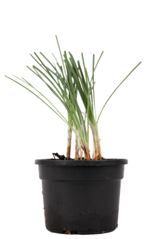 Crocus sativus (Safran/Safrankrokus)
