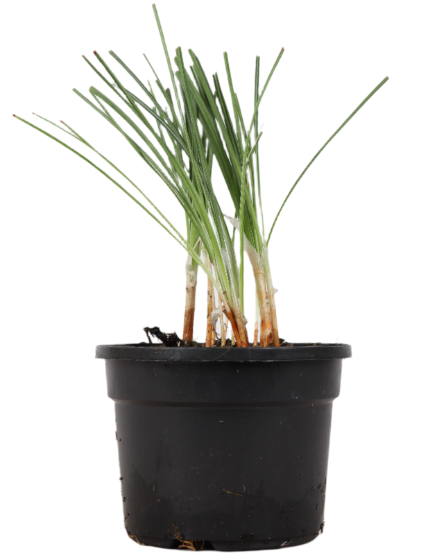 Crocus sativus (Safran/Safrankrokus) – Leila – Plantsome