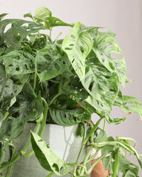 inspiratie-2
