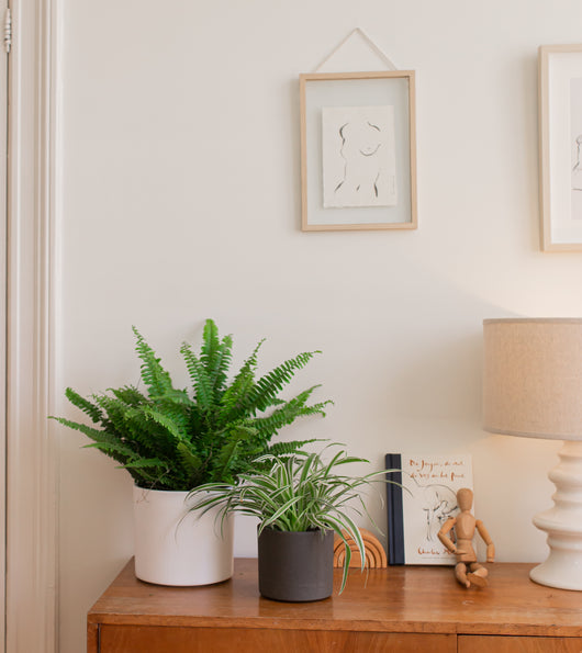 Nephrolepis und Chlorophytum | Plantsome