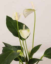 inspiratie-3