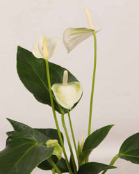 inspiratie-1