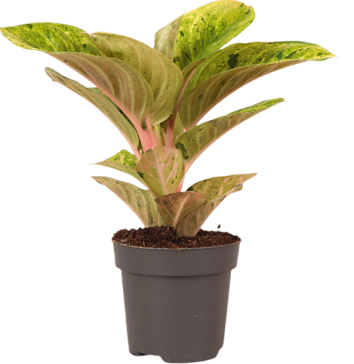Aglaonema Apple Fantasy (Kolbenfaden) (S)