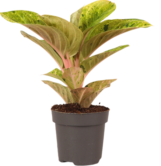 Aglaonema Apple Fantasy (Kolbenfaden)(S) kaufen